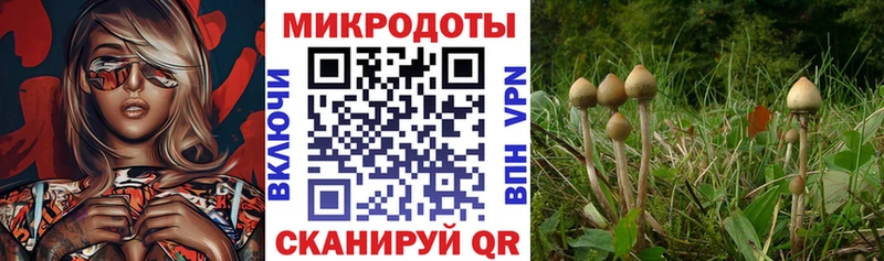 Псилоцибиновые грибы Cubensis закладки Таруса